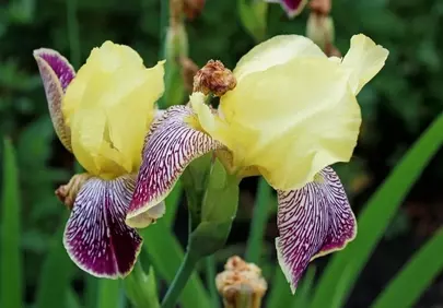 Vibrant Yellow Iris: Nature's Artistic Floral Masterpiece