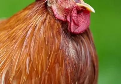 Vibrant Crow: A Majestic Rooster's Call in Nature