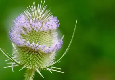 Striking Wild Teasel Blossom: Macro Beauty in Nature