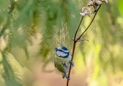 Vibrant Blue Tit Perched: Nature's Jewel in Soft Light