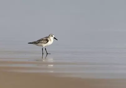 Serene Sandpiper: Lonely Wader on a Calm Beach Shore