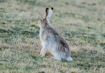 Enchanting Wild Hare: A Portrait of Wilderness Grace