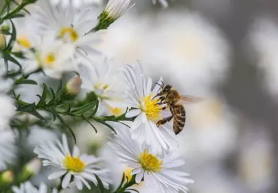 Vibrant Bee Pollinating White Aster: Nature's Delicate Dance