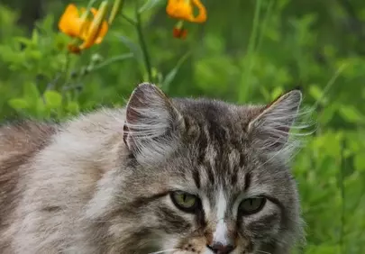 Enchanting Feline Gaze: Wild Cat Amidst Spring Lilies