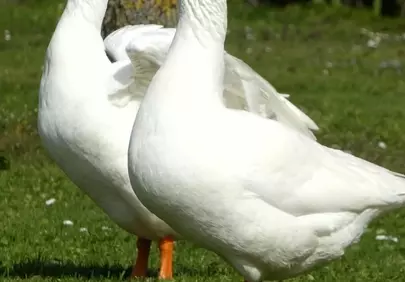 Serene Duo: White Geese in Lush Green Landscape