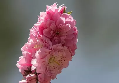 Vibrant Pink Sakura Blossom: A Spring Macro Masterpiece