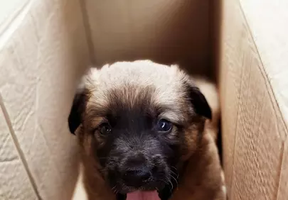 Adorable Puppy in a Box with Tongue Out
