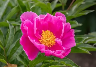 Vibrant Hot Pink Peony: A Stunning Floral Display