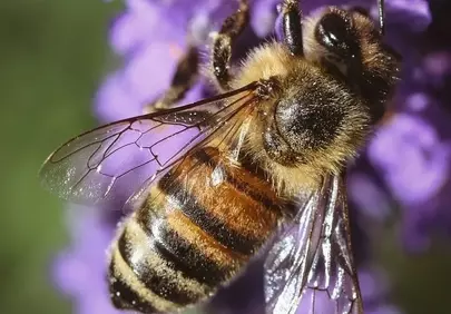 Vibrant Macro: Honeybee's Pollination Dance on Purple Nettle