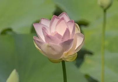 Stunning Pink Lotus Bloom in Serene Pond