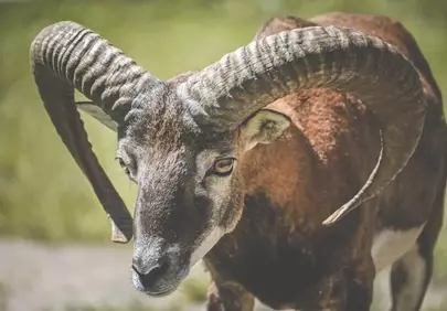 Magnificent Mouflon: Majestic Horns in Wild Nature