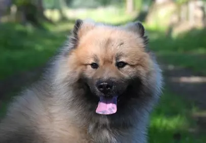 Charming Eurasier Olaf: Fluffy Pet with Tongue Out