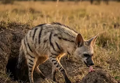 Golden Hour Gaze: Rare Aardwolf Emerges at Sunset