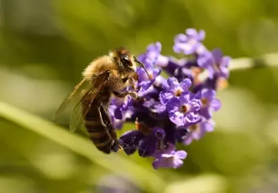 Vibrant Lavender: Honey Bee's Nectar Dance