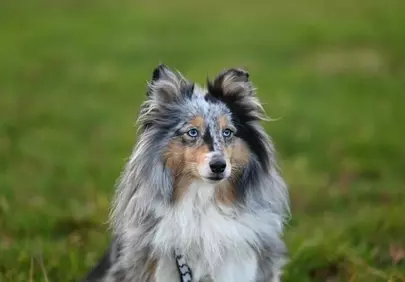 Stunning Blue Merle Shetland Shepherd with Piercing Blue Eyes
