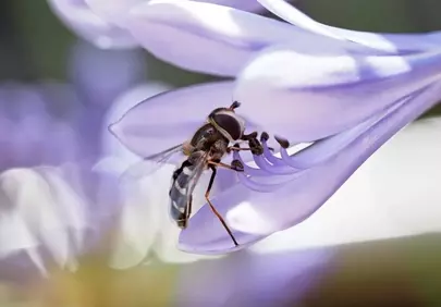 Stunning Hoverfly Pollinating Agapanthus Bloom Close-up