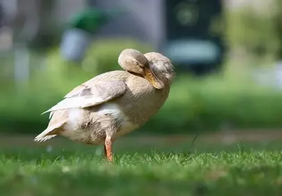 Serene Indian Runner Duck Preening in Sunny Grass