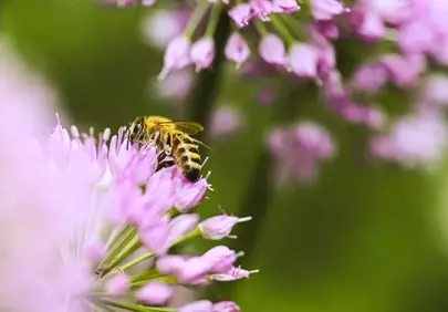 Vibrant Macro: Honeybee Pollinating Delicate Pink Allium