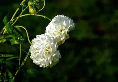 Stunning White Dahlias: Summer Garden's Pure Bloom