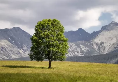 Serene Solitude: Lone Tree Embraces Majestic Tatry Mountains
