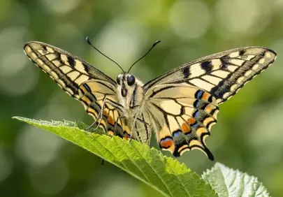 Stunning Swallowtail: Macro Beauty in Nature
