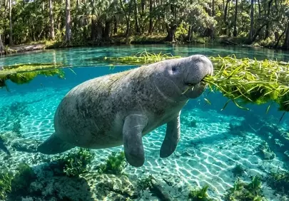 Enchanting Florida Manatee Glides Through Pristine Spring Waters