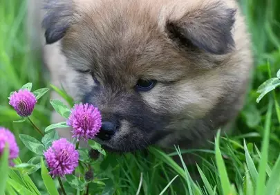 Adorable Pomeranian Puppy Exploring Summer Garden Bliss