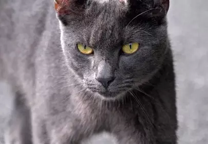 Enigmatic Gaze: A Street Cat's Intense Yellow Eyes
