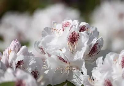 Stunning White Rhododendron Blooms in Afternoon Sunlight
