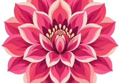 Vibrant Pink Dahlia Bloom: Symmetrical Floral Art