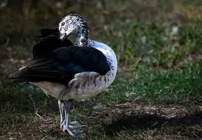 Striking Magpie Goose: Nature's Monochrome Masterpiece