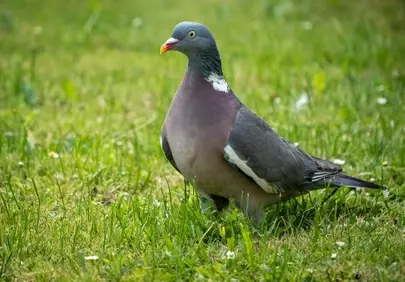 Majestic Wood Pigeon in Lush Green Meadow