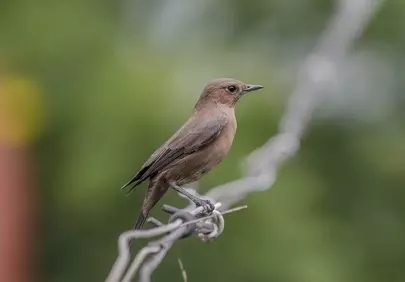 Captivating Wildlife: Small Songbird Perched on Wire