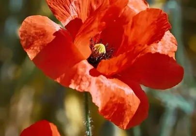 Vibrant Red Poppy: A Symphony of Summer Beauty