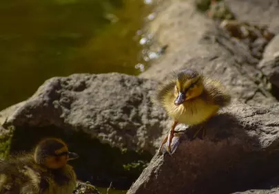 Charming Ducklings: Springtime Water's Edge Serenity