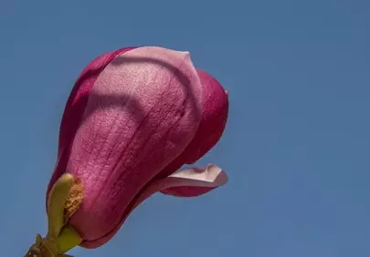 Vibrant Magnolia Bud Against Azure Sky