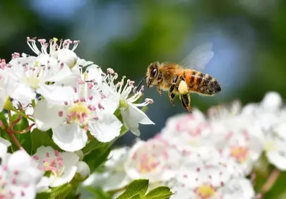 Vibrant Spring Awakening: Honeybee Pollinating Hawthorn Blossoms