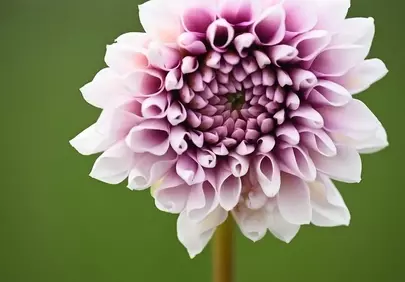Stunning Pink Dahlia: Nature's Macro Masterpiece in Bloom
