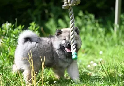 Playful Eurasier Puppy: Joyful Tug-of-War in Sunny Grass