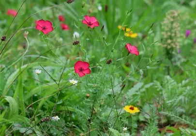 Vibrant Spring Meadow: Red Flax & Wildflower Symphony