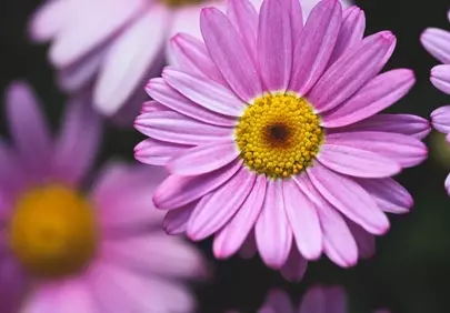 Vibrant Pink Daisy: A Macro Symphony of Summer Joy