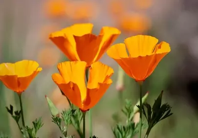 Vibrant Golden Poppies: California's Sun-Kissed Wildflowers