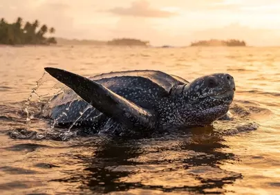 Majestic Leatherback Turtle Emerges at Golden Sunset Shore
