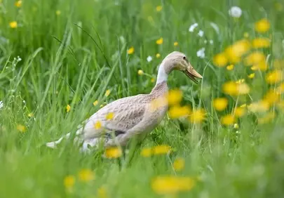Charming Runner Duck Foraging in a Meadow of Wildflowers