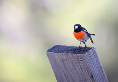 Vibrant Scarlet Robin: A Dazzling Perched Spectacle