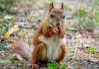 Charming Red Squirrel: Woodland Forager in a Natural Habitat