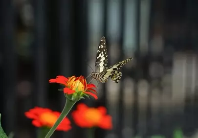 Vibrant Zinnia: Swallowtail Butterfly's Nectar Feast