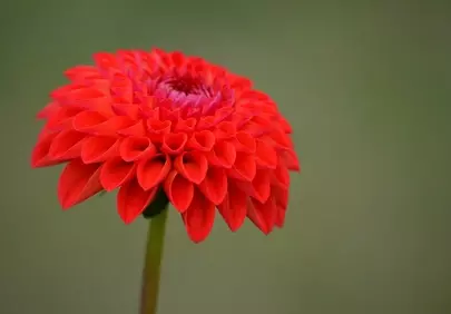 Vibrant Red Dahlia Bloom: A Close-Up of Nature's Artistry