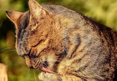 Charming Tabby Cat Grooming: A Moment of Feline Grace