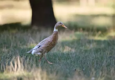 Graceful Indian Runner Duck Strolling in Nature